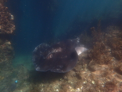 Bathytoshia brevicaudata