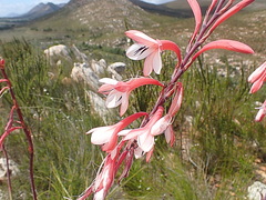 Watsonia fourcadei