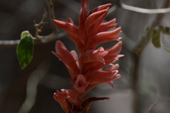 Sacoila lanceolata