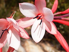 Watsonia fourcadei