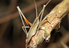 Graminofolium