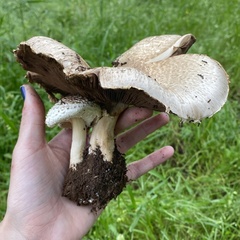 Agaricus subrufescens