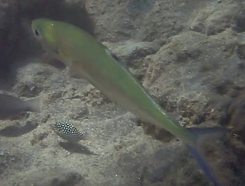 Scomberoides lysan