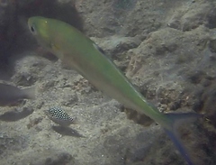 Scomberoides lysan