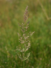 Agrostis stolonifera
