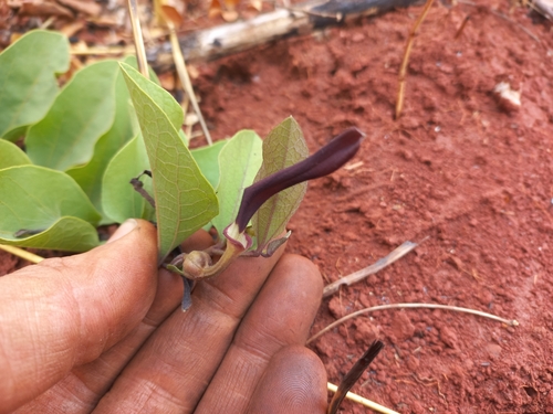 Aristolochia heppii image