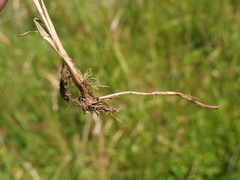 Agrostis stolonifera