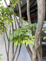 Heptapleurum arboricola