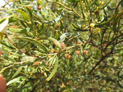 Acacia verniciflua