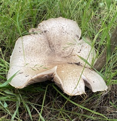 Agaricus subrufescens
