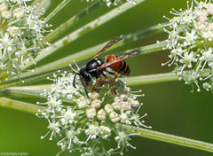Vespula rufa