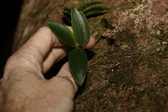 Dendrobium aemulum