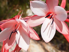 Watsonia fourcadei