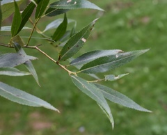 Salix euxina