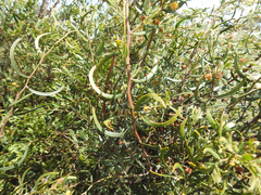 Acacia verniciflua