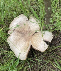 Agaricus subrufescens