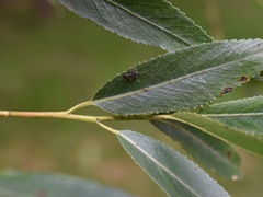 Salix euxina