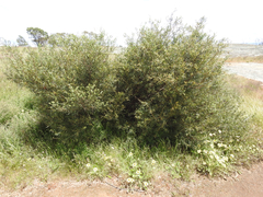 Acacia verniciflua
