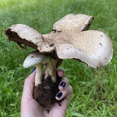 Agaricus subrufescens