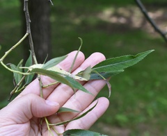 Salix euxina