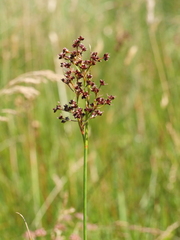Juncus acutiflorus