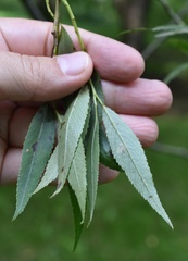 Salix euxina