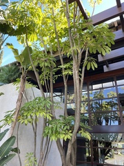 Heptapleurum arboricola