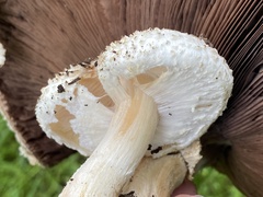 Agaricus subrufescens