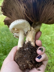 Agaricus subrufescens