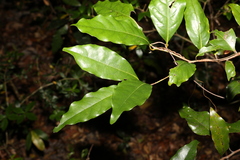 Mischocarpus australis