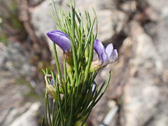 Psoralea sordida