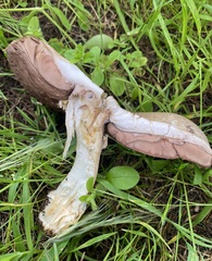 Agaricus subrufescens