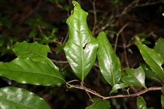 Mischocarpus australis