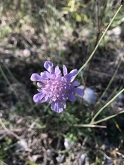 Scabiosa columbaria