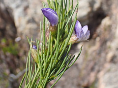 Psoralea sordida