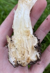 Agaricus subrufescens