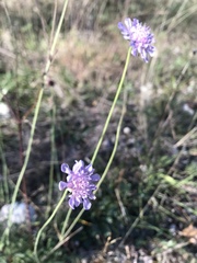 Scabiosa columbaria