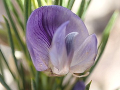 Psoralea sordida