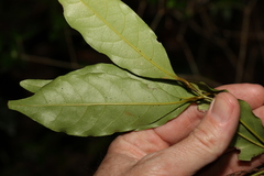 Mischocarpus australis
