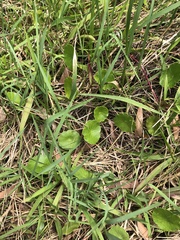Hydrocotyle verticillata