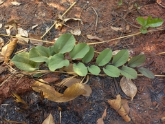 Image of Aristolochia heppii