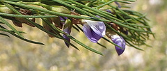 Psoralea sordida
