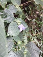Strobilanthes