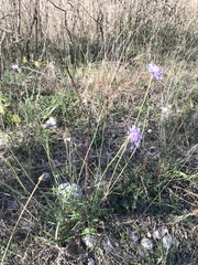 Scabiosa columbaria