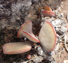 Adromischus maculatus