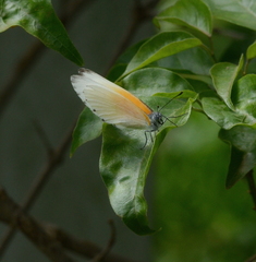 Mylothris rueppellii