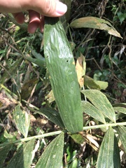 Calamus formosanus
