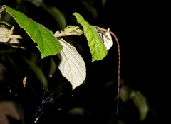 Bronchocela cristatella