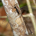 Episynlestes albicaudus - Photo (c) Steve Murray, alguns direitos reservados (CC BY-NC), uploaded by Steve Murray