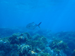 Caranx